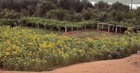 what is sustainable agriculture